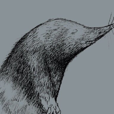 Muldvarpen – når vill natur møter overfladisk kultur